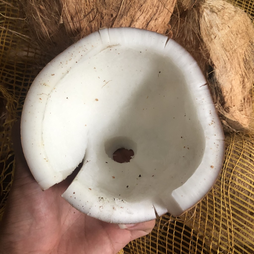 Quả Dừa Xiêm Loại 1 Vị Ngọt Đậm Tươi Ngon tại IMINT FOOD cùi SIÊU DÀY - Shopeefarm