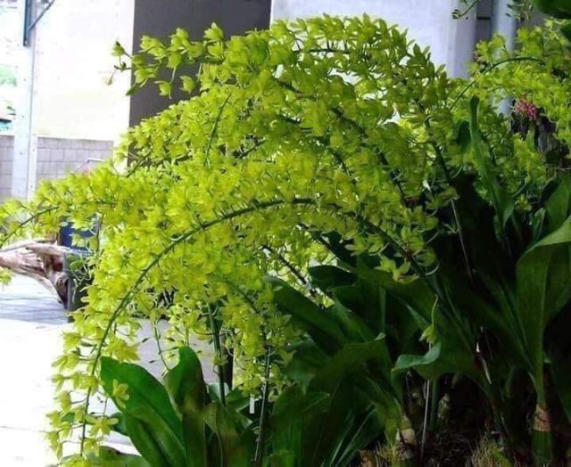 Hoa lan vũ nữ hoàng hậu xanh - sắp hoa