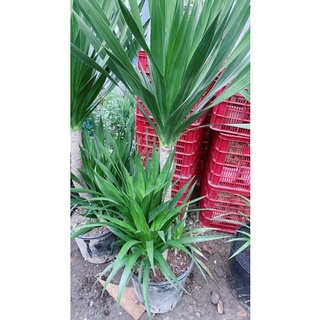 Phát Tài Núi 2 Tầng