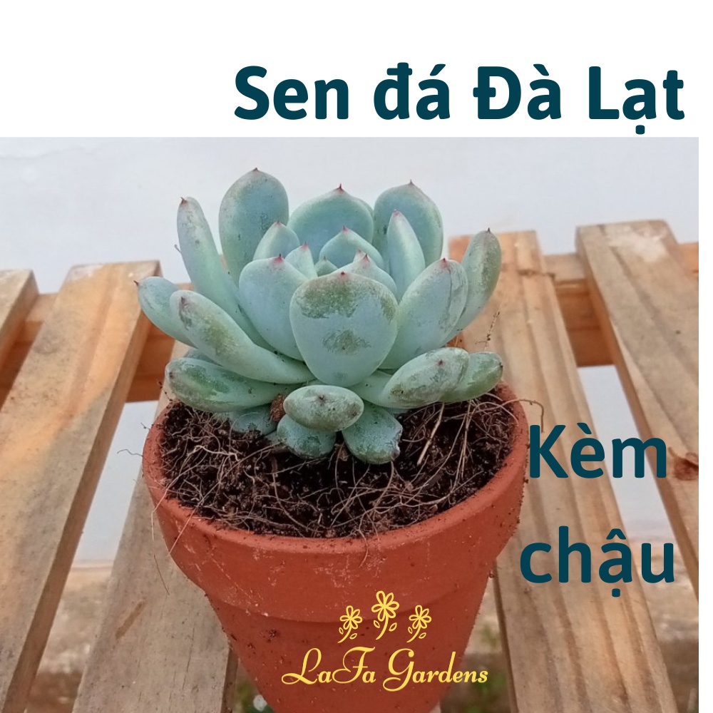 Sen đá Ruby Trắng đầu nhọn đỏ, cây kèm chậu đất nung màu nâu đỏ LAFA GARDEN