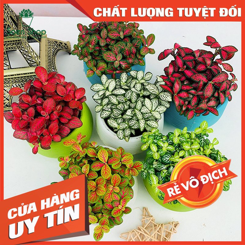 Cây cẩm nhung Fittonia, lá may mắn nhiều màu đẹp - Sẵn chậu nhựa 7x6 cm (Nhập  SOENLIFE5 để được giảm 10k hóa đơn 60k)