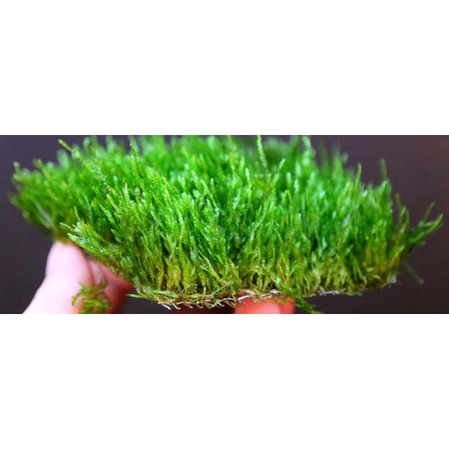 Rêu Flame -Rêu lửa