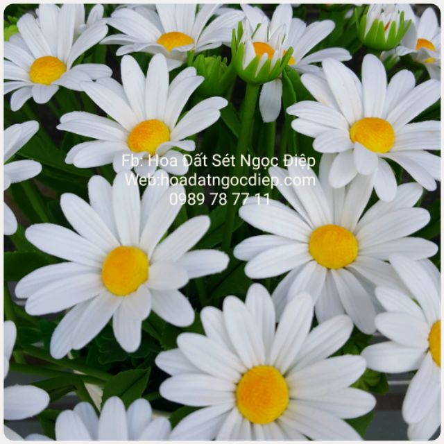 KHUÔN CẮT LÀM HOA CÚC HỌA MI