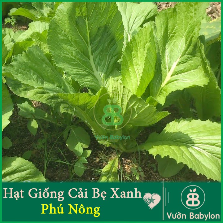 Hạt Giống Cải Bẹ Xanh 20Gr - Hạt Giống Cải Bẹ Xanh Mỡ Dễ Trồng, Năng Suất Cao