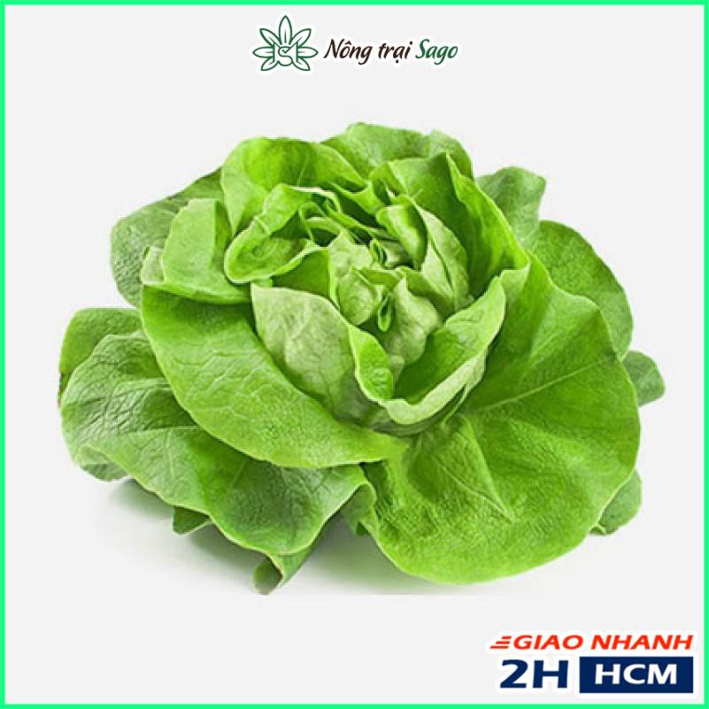 Hạt giống Xà Lách Búp Mỡ Cao Sản (Xà Lách Đăm) Mùa Vụ Quanh Năm (gói 5 gr) - Nông Trại Sago