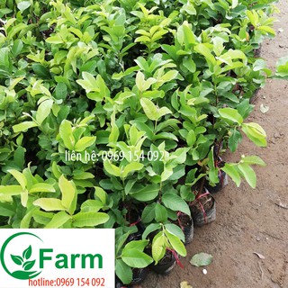 Cây ổi không hạt