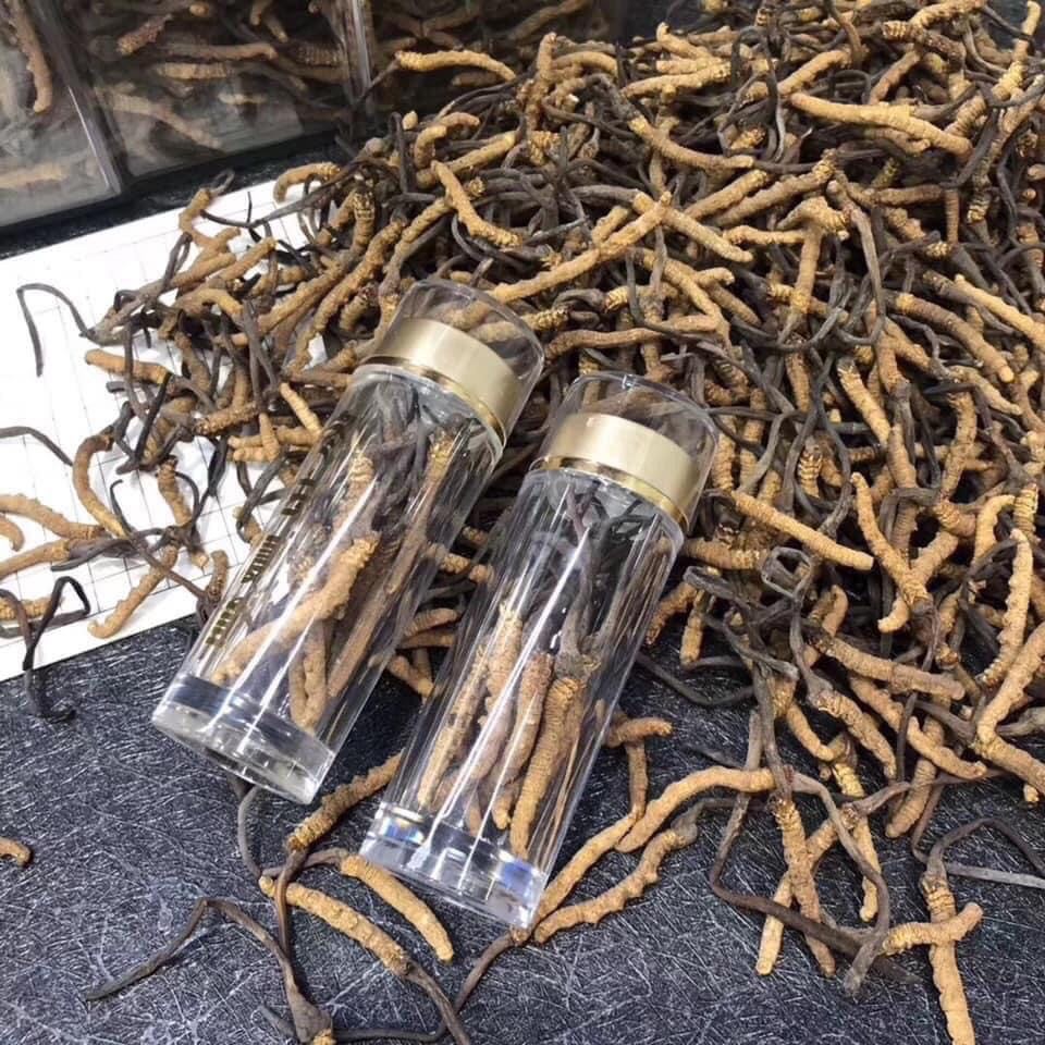 Đông trùng hạ thảo nguyên con