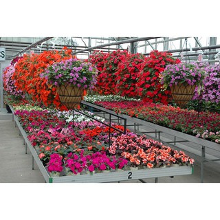 Bán Hạt giống hoa Ngọc Thảo Mix (Impatiens) tại Hạt Giống Bốn Mùa