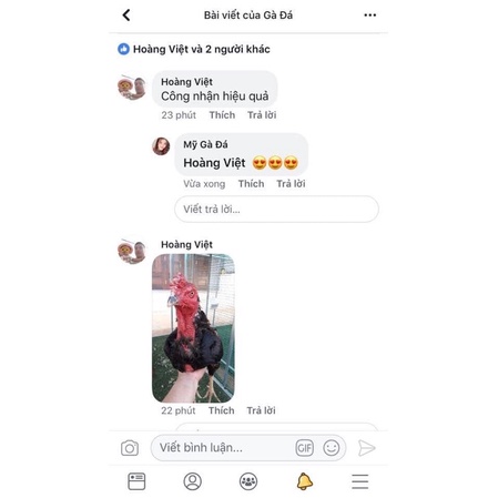 Thuốc Om bóp cho gà chọi