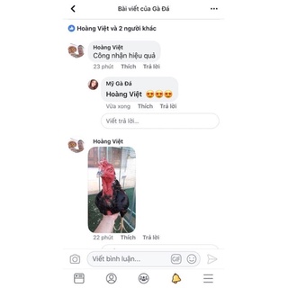 Thuốc Om bóp cho gà chọi