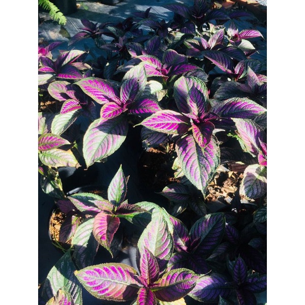 Lá Gấm Dạ quang thái