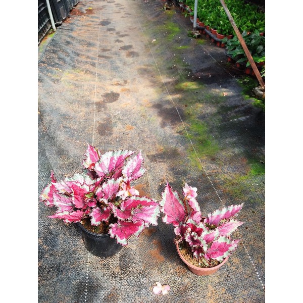 Chậu cứng Begonia Taurus