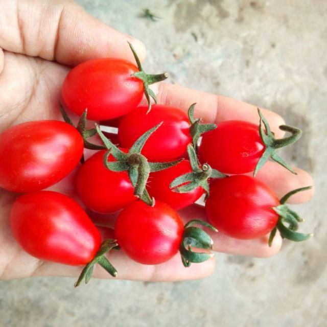 Hạt giống cà chua bi cà chua trái cây siêu ngọt Sugar cherry giống hữu cơ Mỹ chịu nhiệt tốt sai quả và ngon ngọt