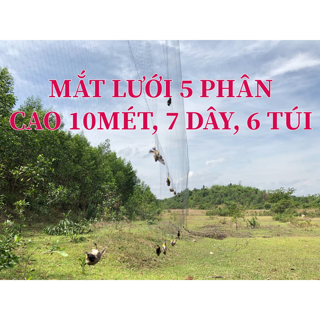 30m lưới 5p  bẫy chào mào, họa mi, trao trảo, cu sáo vẹt , tổng hợp chim ngày.