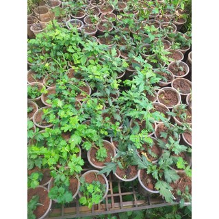 Cúc cổ Tiểu Thư kháng bọ trĩ, nhện đỏ