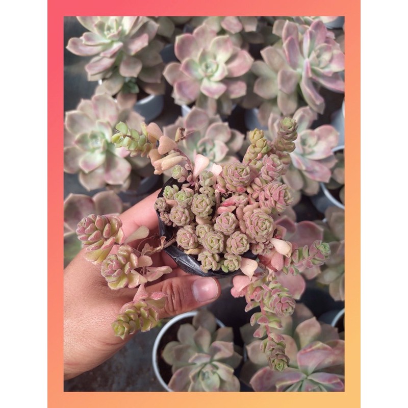 Sen đá sedum hoa hồng pháp Đà Lạt size bé cây cảnh trang trí nhà cửa Lolita garden