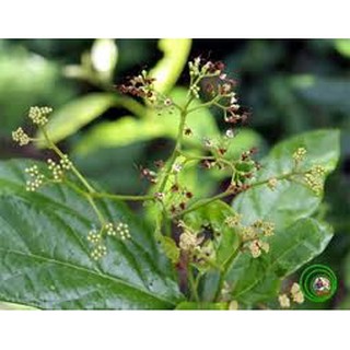 HẠT GIỐNG XẠ ĐEN - Rau củ quả trồng tại vườn, sân thượng, nông trang, ban công