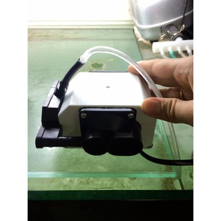 Sủi bể cá wika