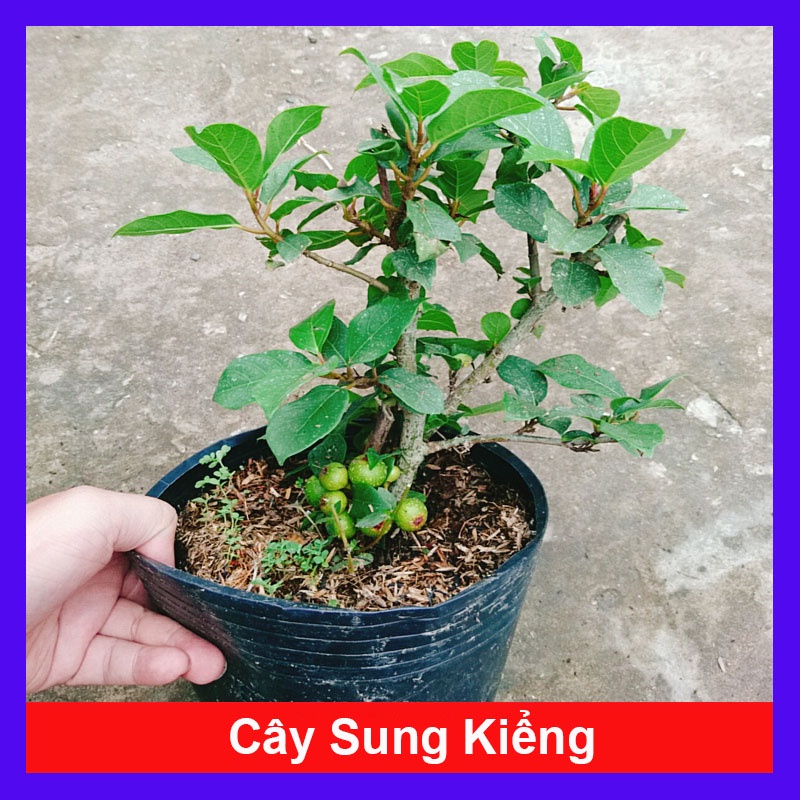 Cây Sung Ta - Cây Cảnh Trong Nhà