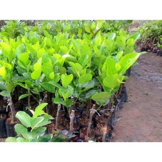 Cây mít thái siêu sớm