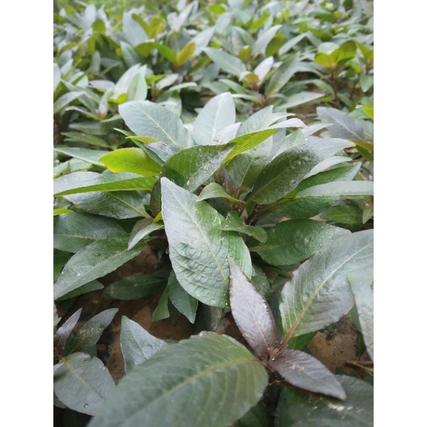 cây thủy sinh đại liễu lùn