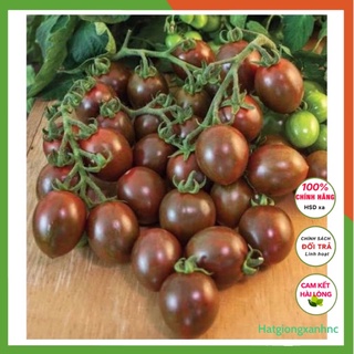 Hạt giống cà chua bi socola ngọt giòn gói 30 hạt dễ trồng tại nhà bancon sân thượng đều dễ