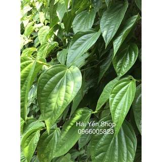 100g Lá Trầu Tươi đặt hàng mới hái
