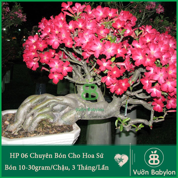 Phân Bón Chuyên Cho Hoa Sứ Xương Rồng HP-06