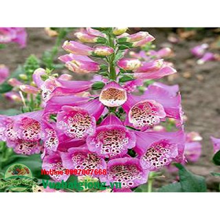 Hạt giống hoa Mao địa hoàng - Rau củ quả trồng tại vườn, sân thượng, nông trang, ban công