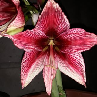 Combo củ giống lan huệ, huệ mưa