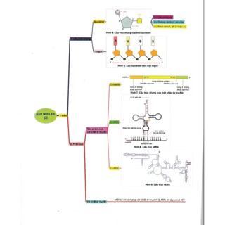 Sơ Đồ Tư Duy Sinh Học 11-12