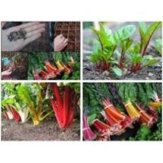 Gói 100 hạt giống cải bảy màu