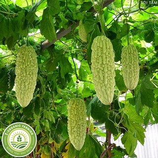 Túi 12 Hạt Giống Quả Mướp Đắng (Khổ Qua)