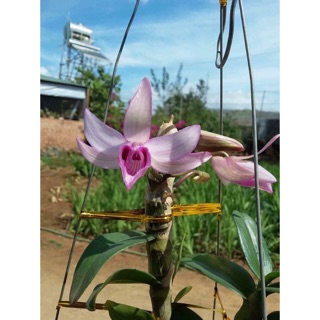 Hoa phong lan Di linh nù tam bố