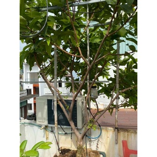 Mận an phước...roi đỏ cây cao 1m6