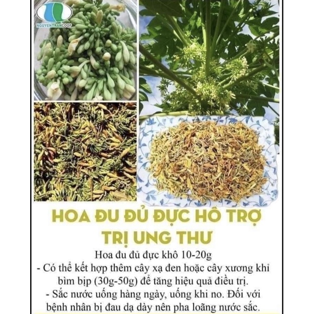 500gr Hoa đu đủ đực khô nhà làm mới đóng gói T07/2023 - 100% hoa, không lẫn tạp chất