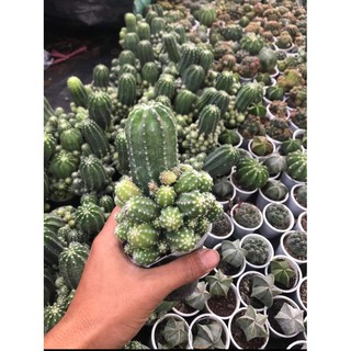 xương rồng echino bụi
