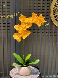 Chậu lan cao su siêu đẹp