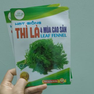 Hạt giống rau thì là -  Rau củ quả trồng tại vườn, sân thượng, nông trang, ban công