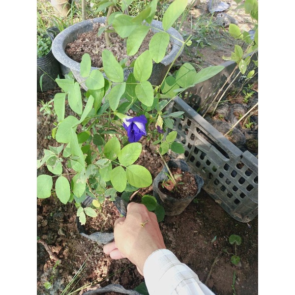 Cây hoa đậu biếc cánh kép