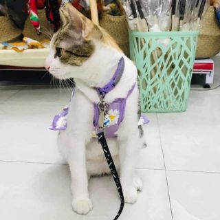 Áo hoa cúc trending