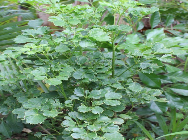 Cây đinh lăng xanh/ đinh lăng lá tròn/ đinh răng lá răng - cây giống, bầu đất
