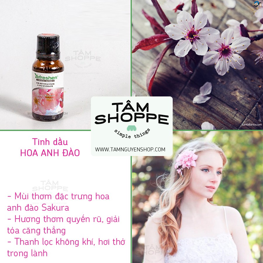[TD THIÊN NHIÊN] Tinh dầu hương hoa anh đào