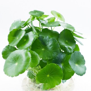 RAU MÁ DÙ Thủy Sinh ( 5 cốc)