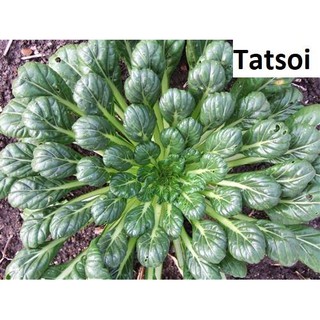 HẠT GIỐNG Cải Tatsoi/ cải hoa hồng 300 hạt.