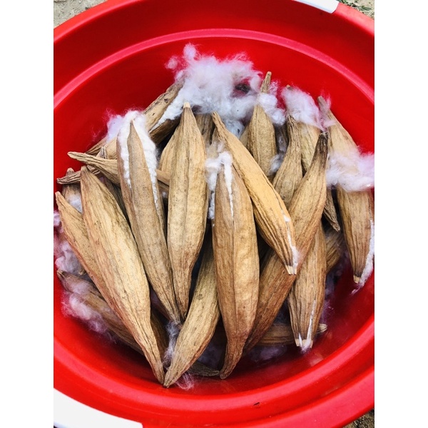 COMBO 4KG GÒN TỰ NHIÊN TỪ TRÁI GÒN