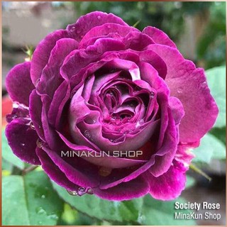 Hoa hồng ngoại Society - MinaKun Shop