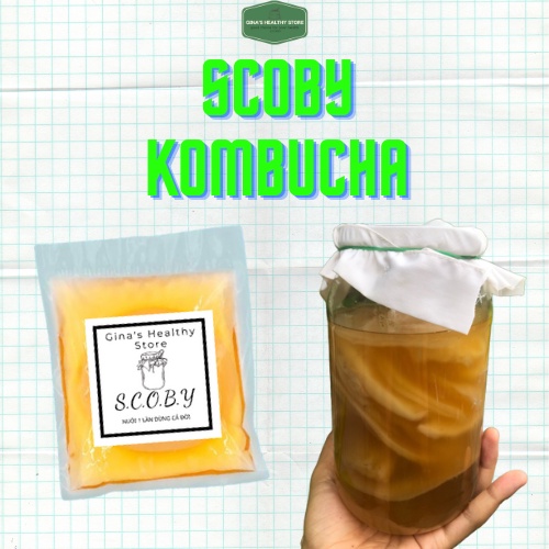 Scoby, Kombucha  Con Giống Kombucha Combo 4 Món  Dành Cho Người Mới