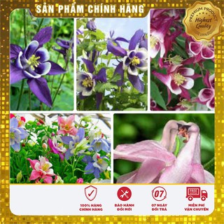 Hạt Giống Hoa Bồ Câu Mix