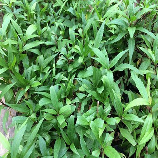 Com bo 2 cây giống mần tưới